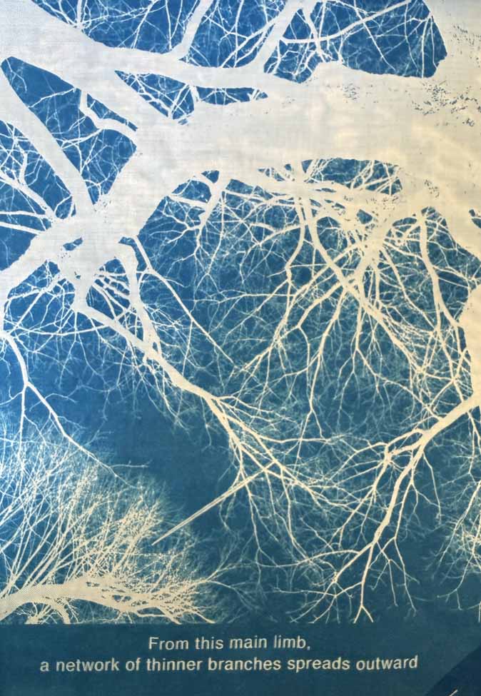 Riverside Impressions cyanotype: main limb with a network of thinner branches