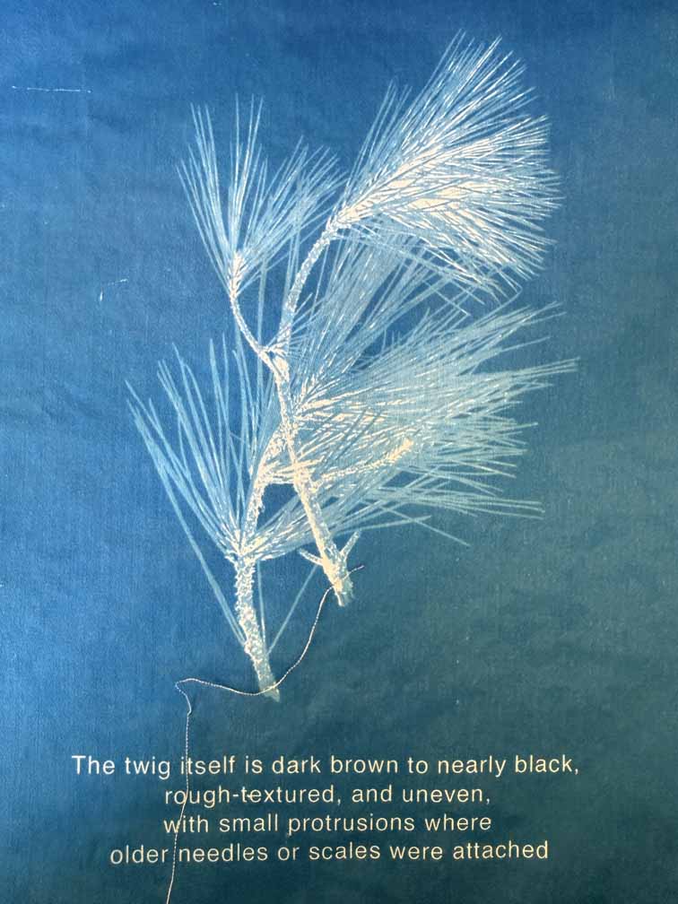 Riverside Impressions cyanotype: pine twig and needles