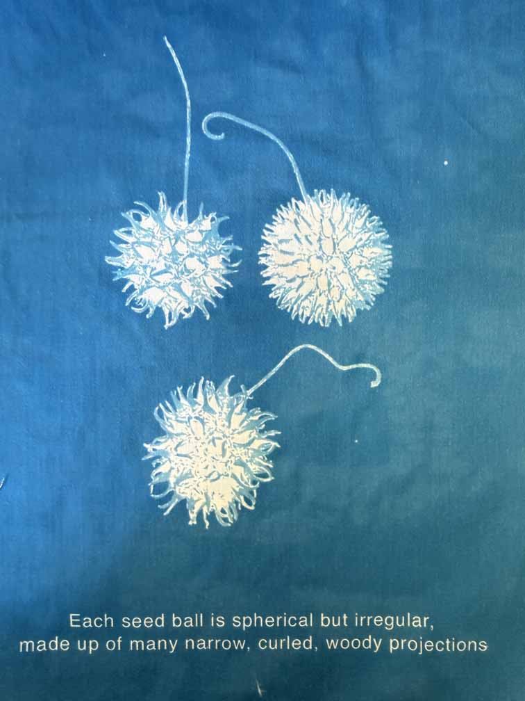 Riverside Impressions cyanotype: spherical seed balls