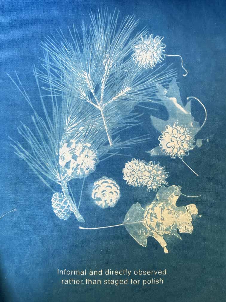 Riverside Impressions cyanotype: pine branch, seed balls, and leaf