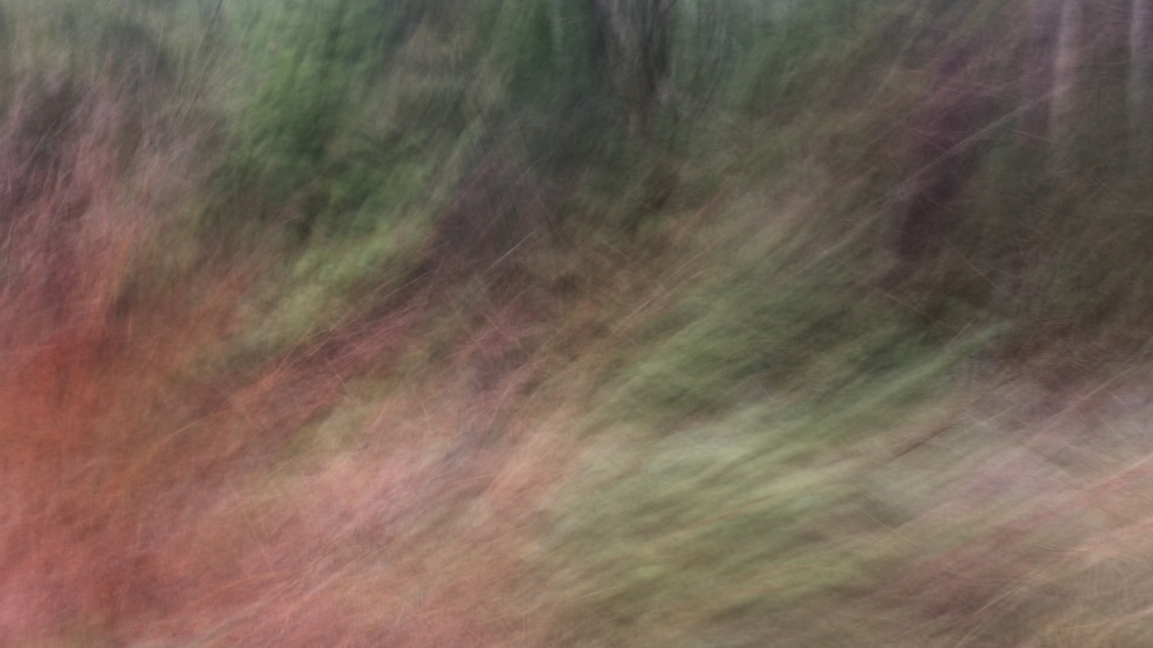 Pressed Fall, a generative artwork by Emily Weil