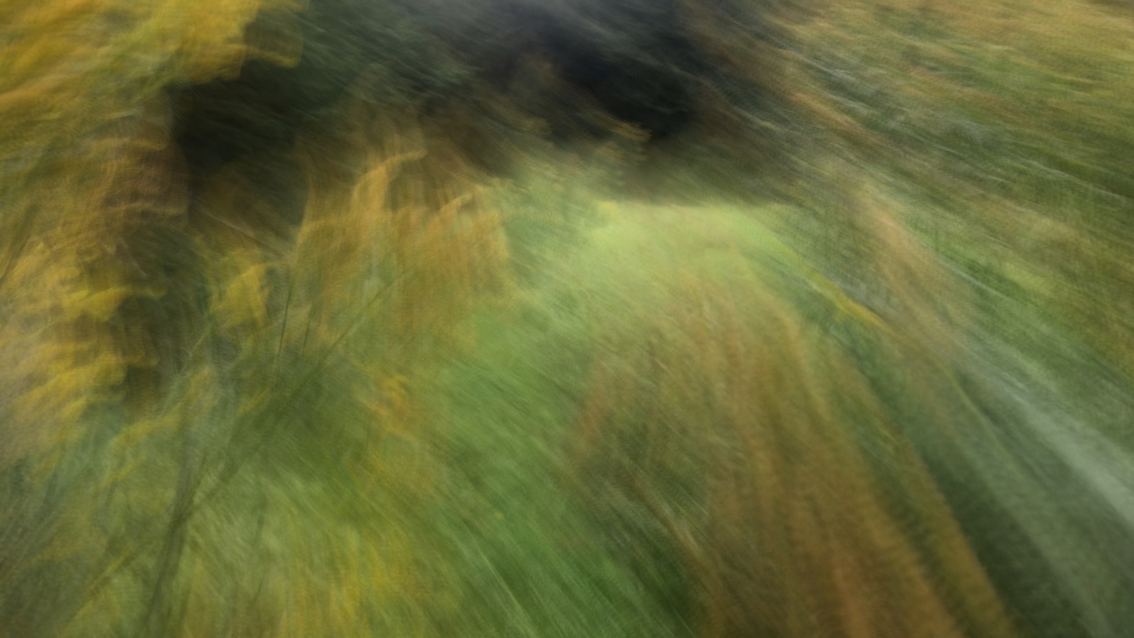 Pressed Spring, a generative artwork by Emily Weil